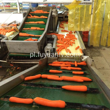 Fabryka bezpośrednio dostarcza świeżą marchewkę